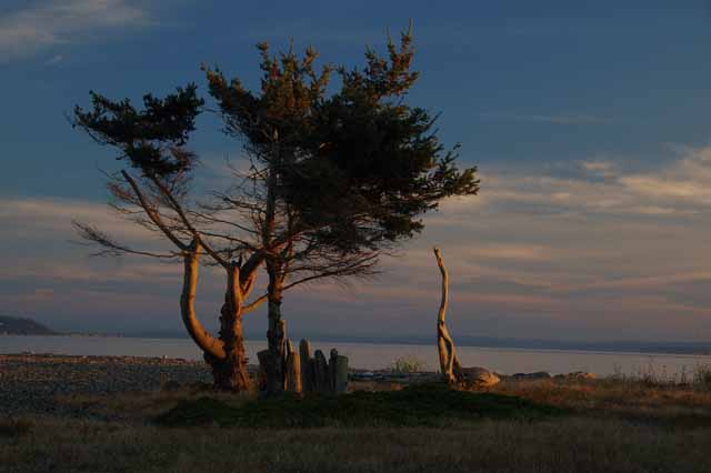 tree art at sunset